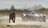VIDEO: Formula E car races cheetah in South Africa